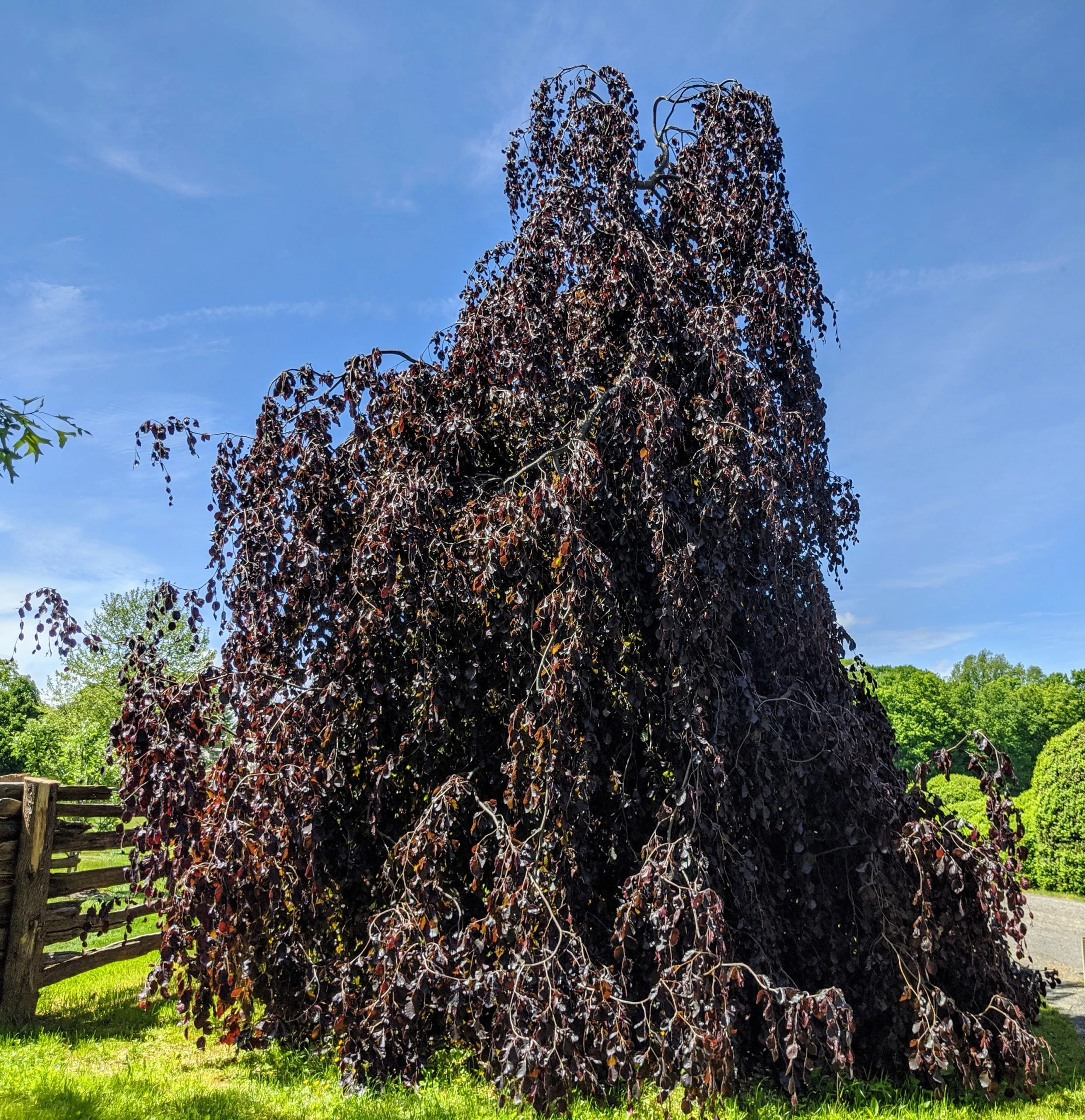 Rare Weeping Copper Beech